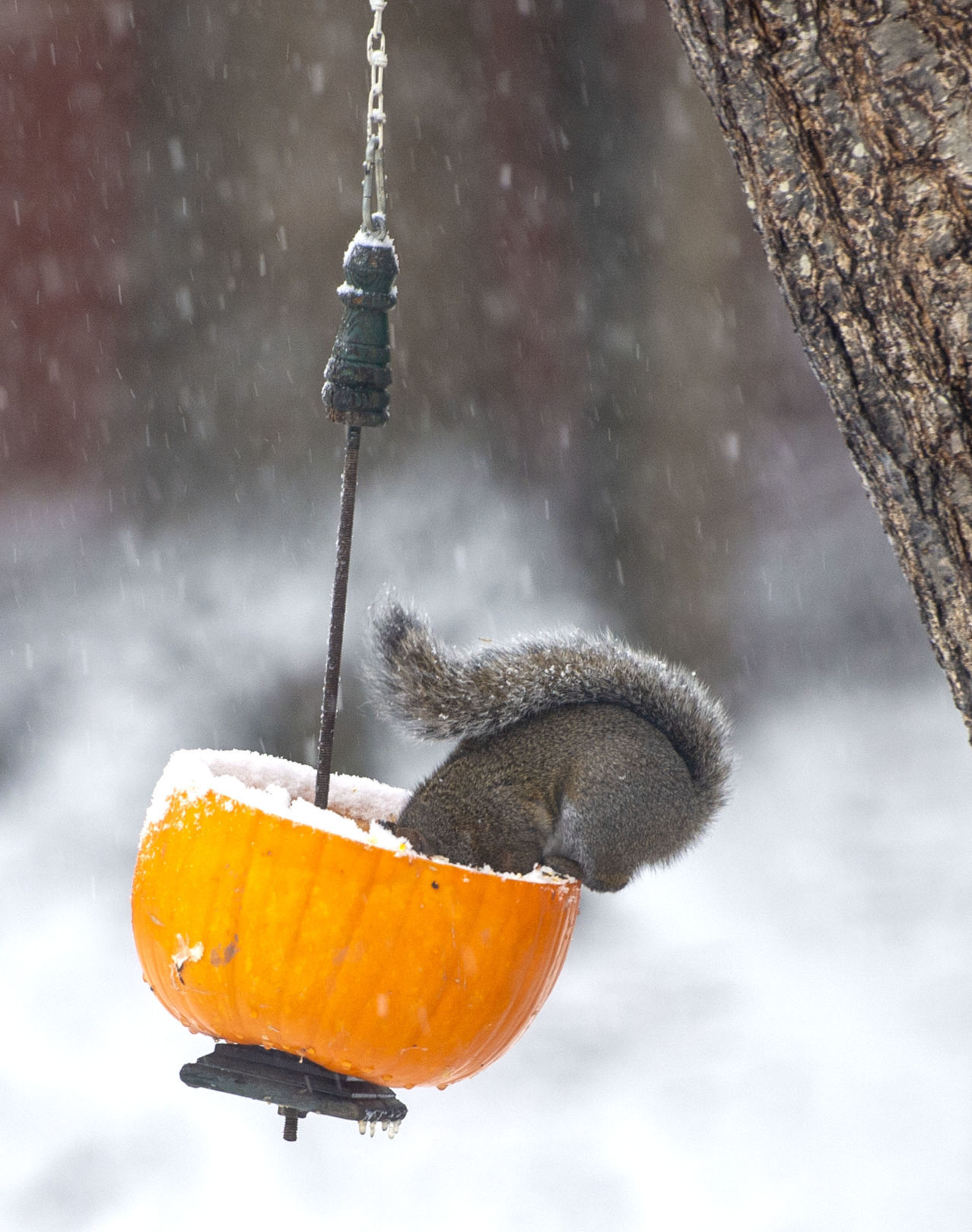 Tuesday Snow 06